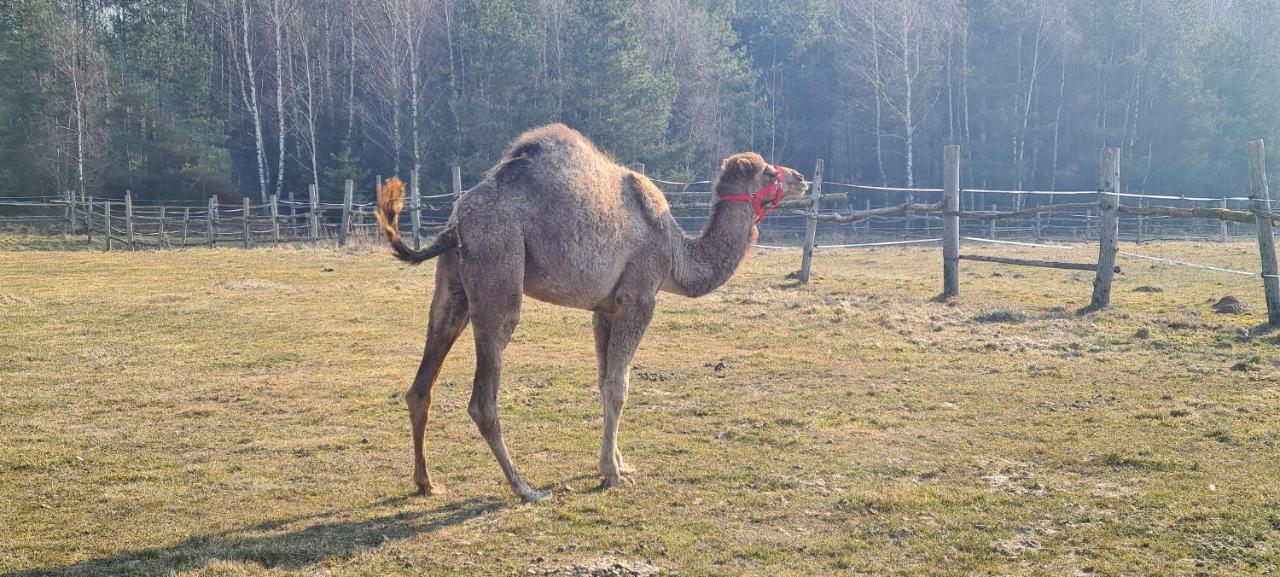Pensjonat Przy Stajni Kierzkowo  エクステリア 写真