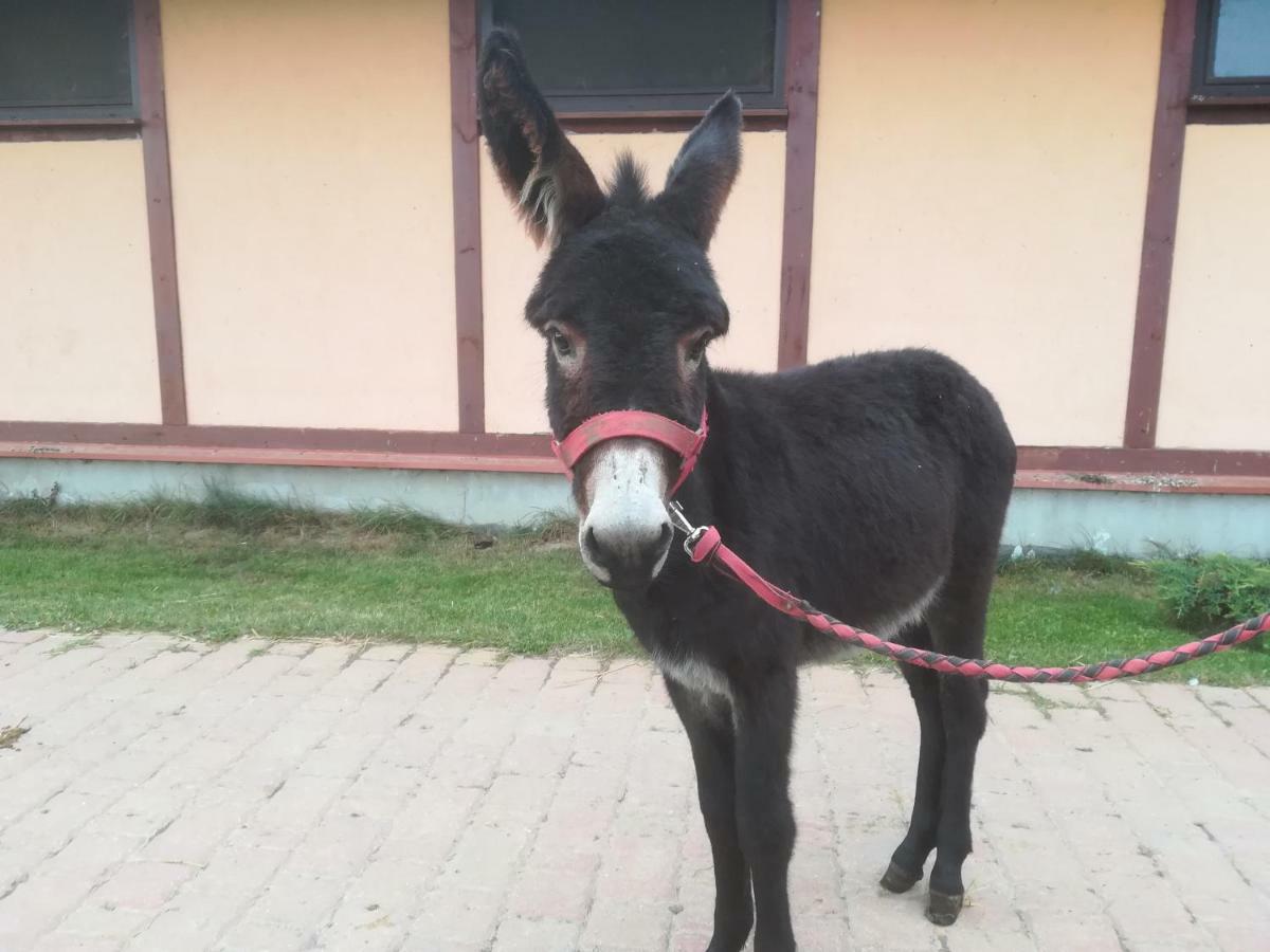 Pensjonat Przy Stajni Kierzkowo  エクステリア 写真